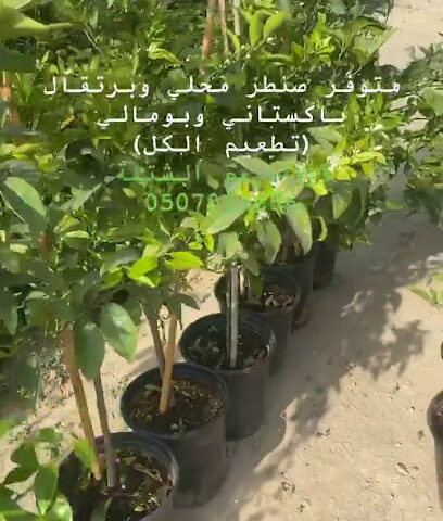 الإمارات بلانتيشن - أم القيوين -