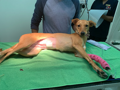 العيادة الأمريكية البيطرية - أفضل عيادة بيطرية أبوظبي - أم القيوين - +971 2 665 5044