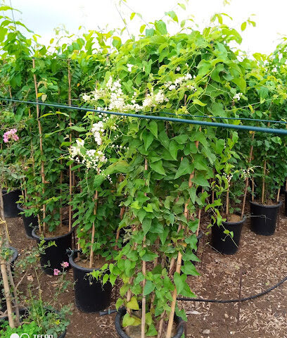 مبيعات الحضانة الخضراء (فرع 1) - أم القيوين - +971 50 254 2312