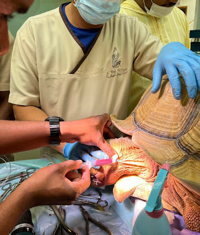 مركز فالكون (عيادة الوصل البيطرية) - أم القيوين - +971 4 344 6777