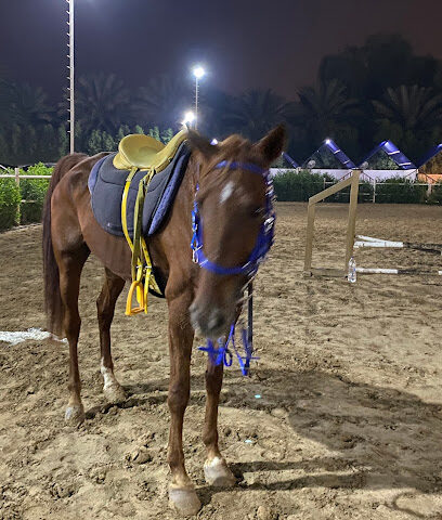 إسطبل ركوب الخيل M3 - الشارقة - +971 55 599 8226