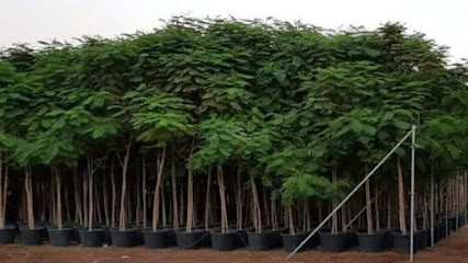 حضانة جرين ليف بلانتس - أم القيوين - +971 52 800 0899