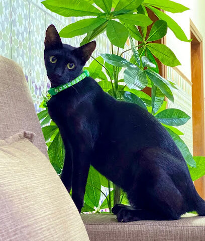 قرية بيطرية - أم القيوين - +971 7 243 8080