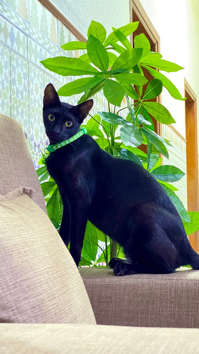 قرية بيطرية - United Arab Emirates|Al Hamra Village - Ras al Khaimah|Paris St