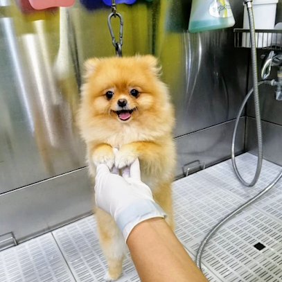 طبيب بيطري - أم القيوين - +971 6 535 3525