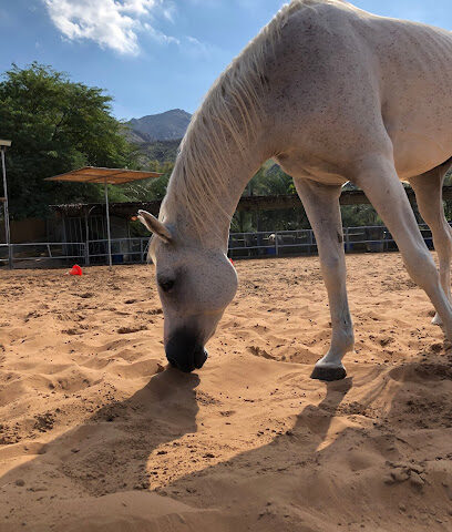 اسطبلات الريان - الشارقة - +971 55 433 0206