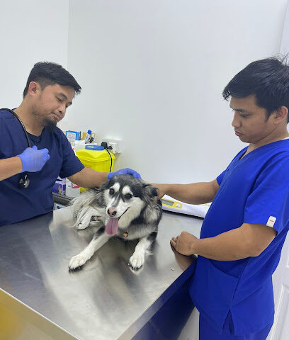 عيادة المدينة البيطرية ورعاية الحيوانات الأليفة - أم القيوين - +971 52 426 6837