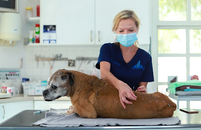 المستشفى البيطري الحديث - أم القيوين - +971 800 82