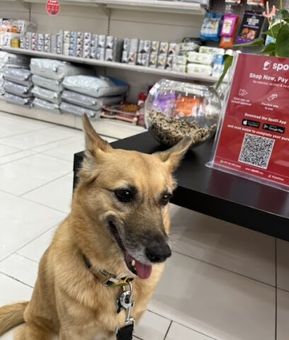 عيادة بيطرية - أم القيوين - +971 4 333 7101