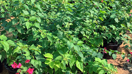 حضانة فلورا - أم القيوين - +971 55 843 5856