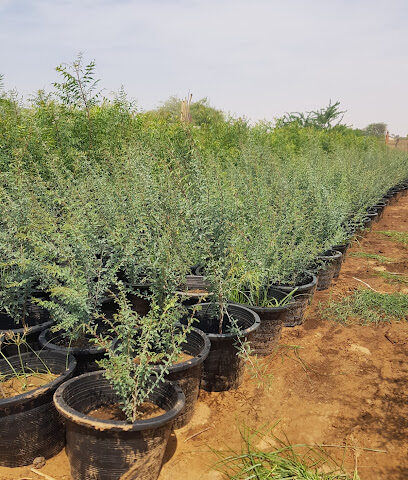 المزرعة إلى مفترق الطرق - أم القيوين - +971 55 744 3844