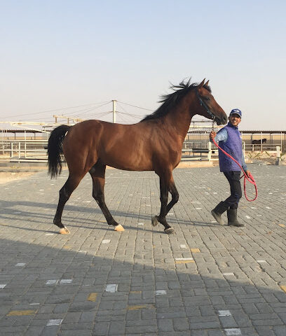 مربط المرر للخيول العربية - الشارقة -