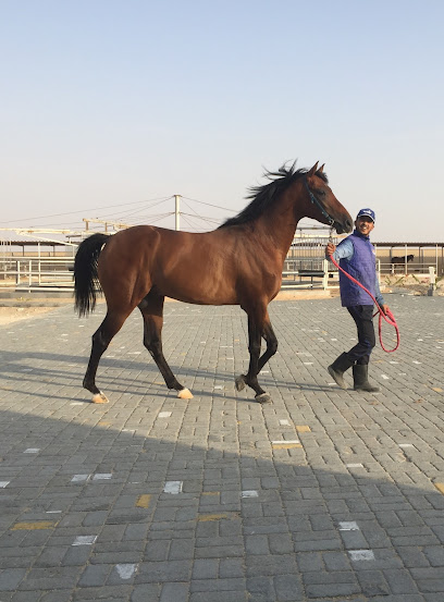 مربط المرر للخيول العربية - United Arab Emirates|Zayed City - Abu Dhabi|Unnamed Road|MPJ5+GRF