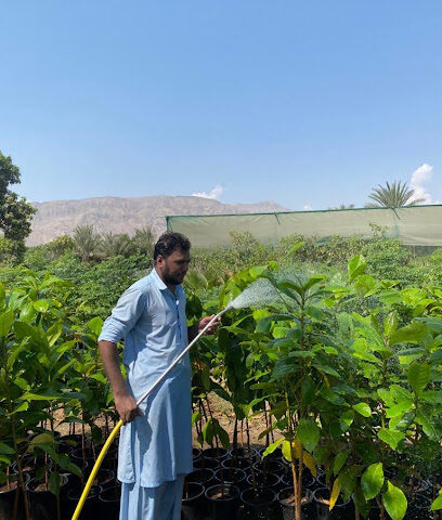 حضانة فيصل عرفان - أم القيوين -