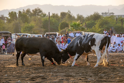مصارعة ثور الفجيرة - الشارقة - +971 50 779 9959