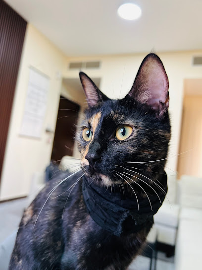 عيادة الروح البيطرية - عيادة سولرية - United Arab Emirates|Al Jerf Industrial 3 - Ajman|CGCP+G8