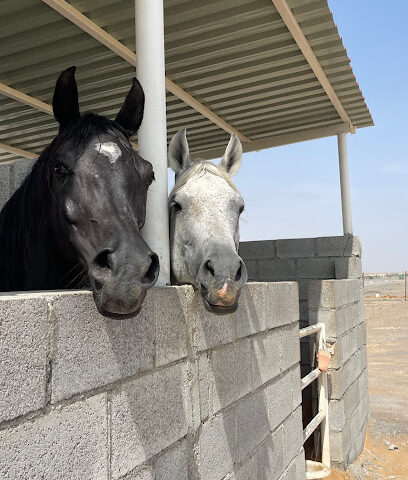 K11 مستقر - الشارقة - +971 50 672 2770