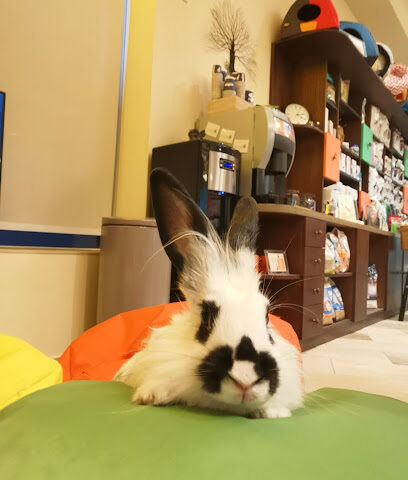 عيادة DKC البيطرية - أم القيوين - +971 4 211 4800