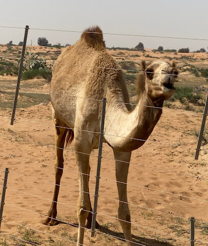 مركز الامارات للهجن - مركز الامارات للهجن - أم القيوين - +971 55 507 1000