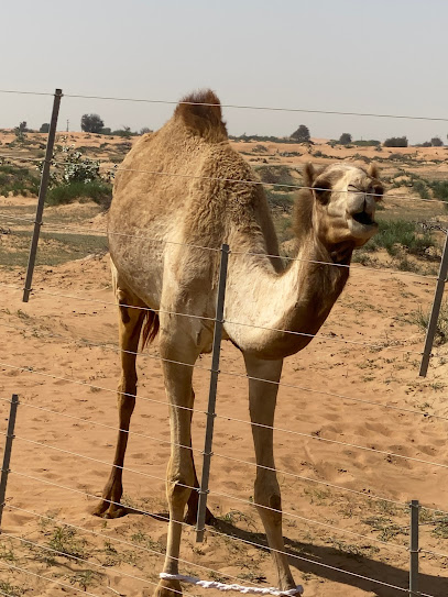 مركز الامارات للهجن - مركز الامارات للهجن - United Arab Emirates|Ghara - Umm Al Quawain|Emirates Road|FPM7+Q79
