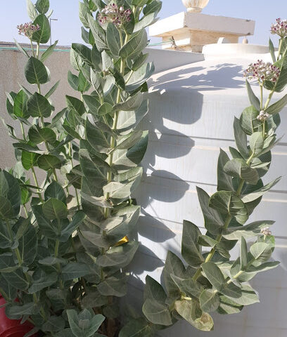 مجلس زايد بو حميد - أم القيوين - +971 50 622 2120