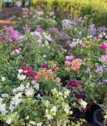 مبيعات حضانة اسرار - أم القيوين - +971 55 347 5191