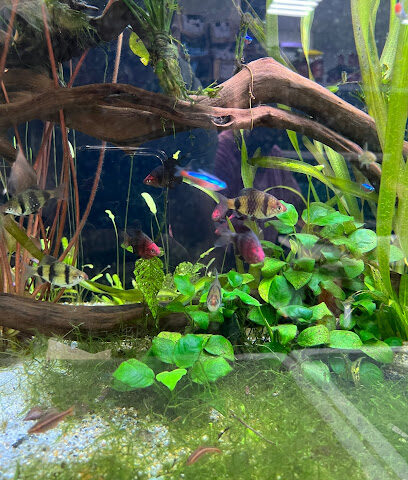 أمازون لتجارة الحيوانات الأليفة ذ - الشارقة -