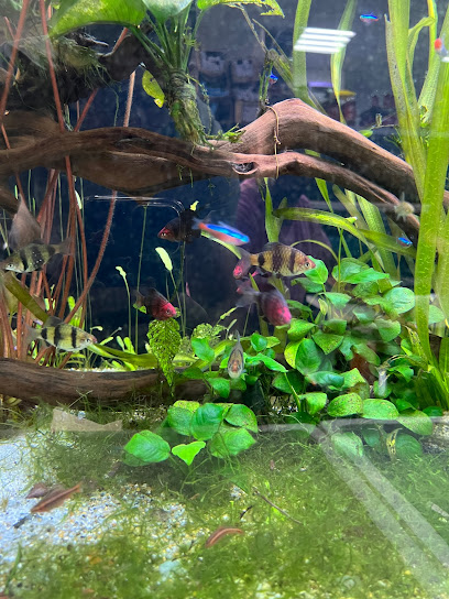 أمازون لتجارة الحيوانات الأليفة ذ - United Arab Emirates|Al Nuaimia 1 - Ajman|9FH5+C6M