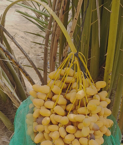 ورثة صالح الميسري - الشارقة -