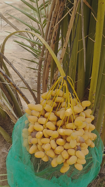 ورثة صالح الميسري - United Arab Emirates|Hili - Abu Dhabi|93 Qarn Barmaan St