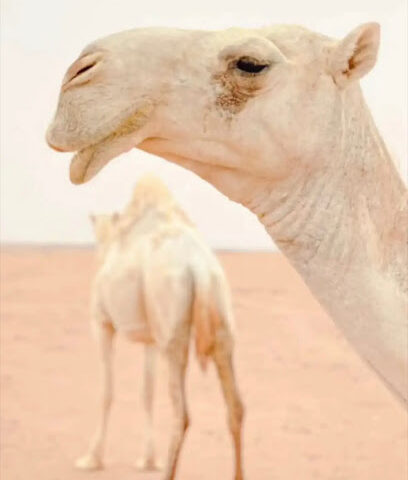 hjn_alreasa - الشارقة - +971 50 282 8449