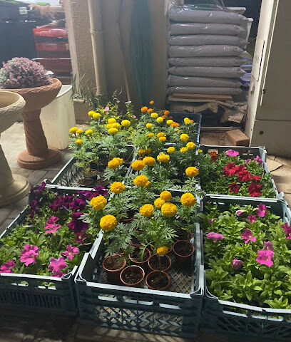 متجر نباتات صغيرة - الشارقة - +971 55 139 7904
