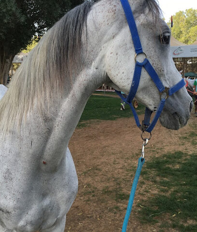 إسطبلات مزنة - إسطبلات مازنة - الشارقة - +971 50 800 4994