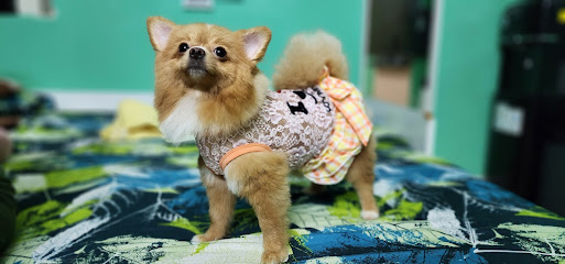 عيادة بلدية الشارقة البيطرية - أم القيوين - +971 6 506 8260