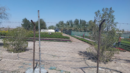 حضانة ازجار - أم القيوين -