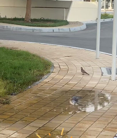 ملاعب تنس نادي أبوظبي للسيدات - الشارقة -