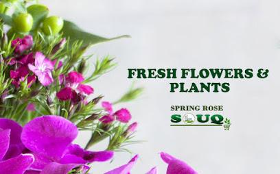 سوق زهرة الربيع | شراء النباتات عبر الإنترنت | شراء النباتات الداخلية عبر الإنترنت - أم القيوين - +971 4 546 8881