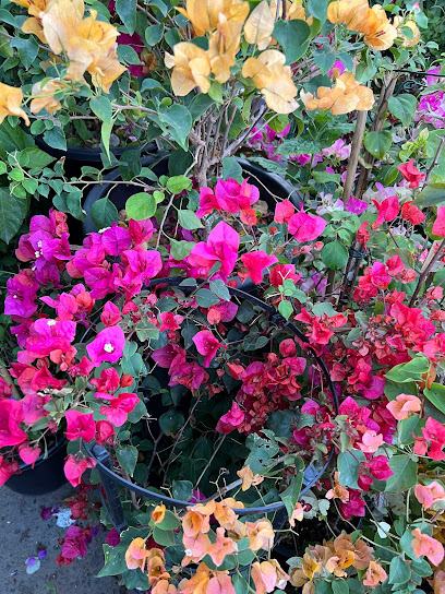 حضانة النباتات # 25 - United Arab Emirates|Zayed Port - Mina Zayed - Abu Dhabi|G98F+WJC