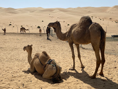 مزرعة الجمل الأسود - الشارقة -