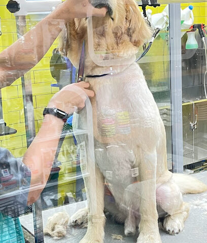 عيادة هب البيطرية - أم القيوين - +971 52 240 5605