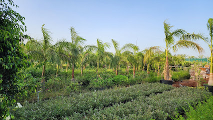 حضانة مشتل القلمون - أم القيوين - +971 55 196 9270