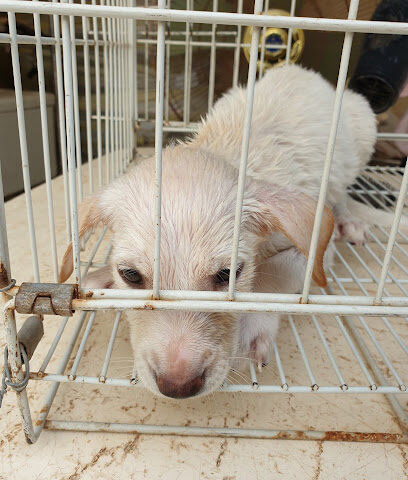 مركز رأس الخيمة البيطري - أم القيوين - +971 7 235 1781