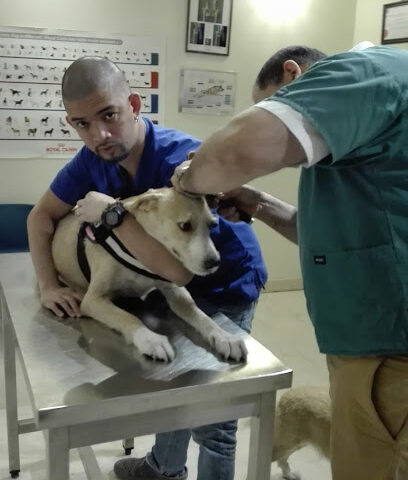 المستشفى البيطري الاسترالي - أم القيوين - +971 2 556 2990