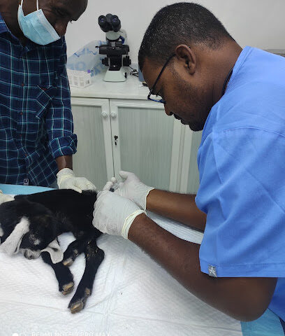 عيادة التهامي البيطرية - أم القيوين - +971 2 563 1380