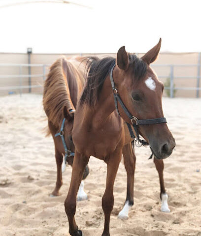 إسطبل المفلحي للخيول الخاصة - الشارقة - +971 50 642 3133