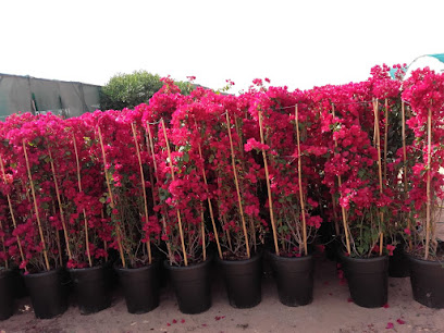 زين ديرة - أم القيوين - +971 55 264 9175