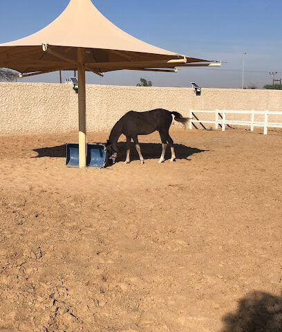 اسطبل خيول - الشارقة - +971 50 116 6650