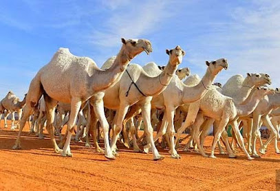 مختبر البيرق البيطري - أم القيوين - +971 56 156 3816