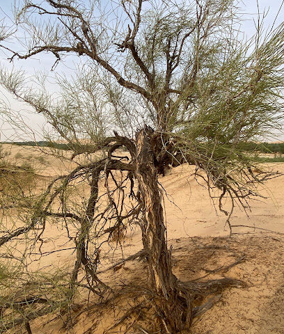 محمية الارطى محمية الارطى - الشارقة -