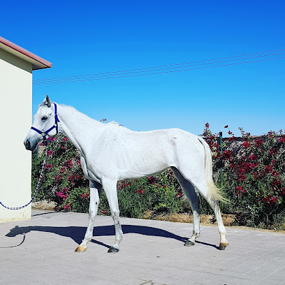 إسطبل بنسالمين - الشارقة - +971 56 482 4741